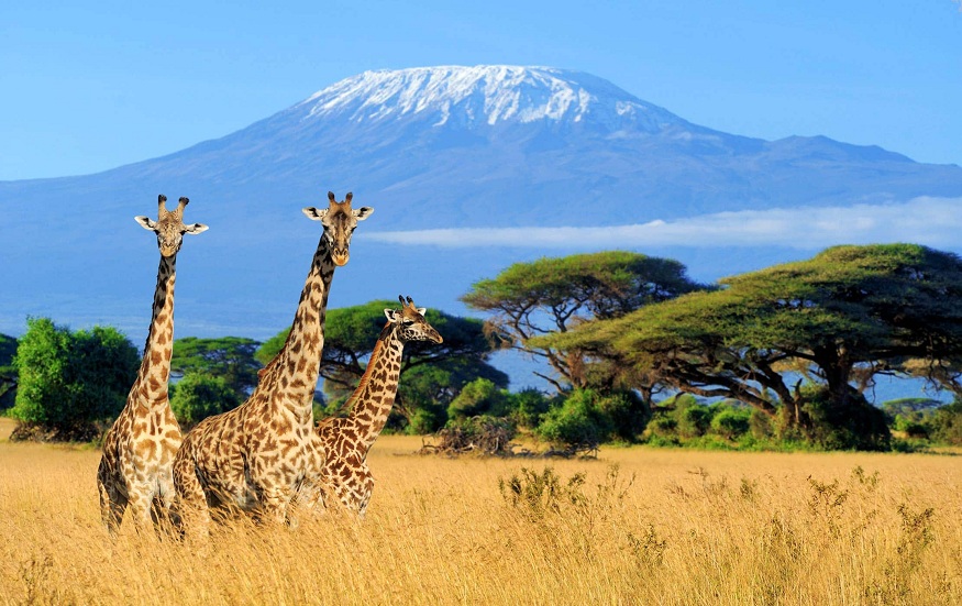 Tanzania Safari